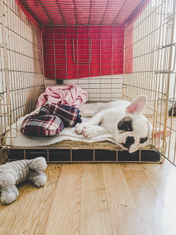 Frenchie puppy sleeping inside a crate