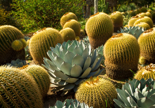 Fantastic desert garden in the bright sun