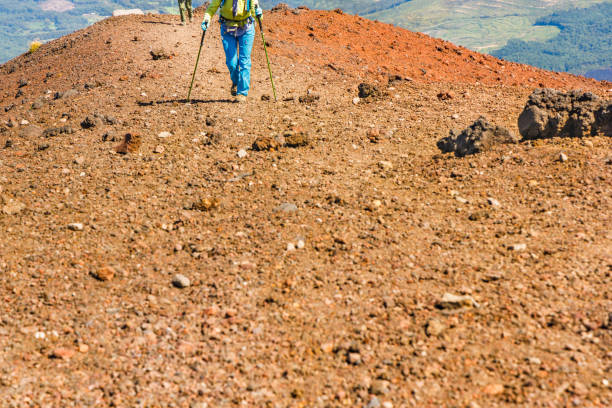 A few more trails to the top