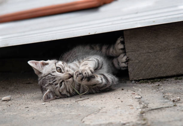 istock Adorable small gray little kitten playing. Domestic kitten 1178545303