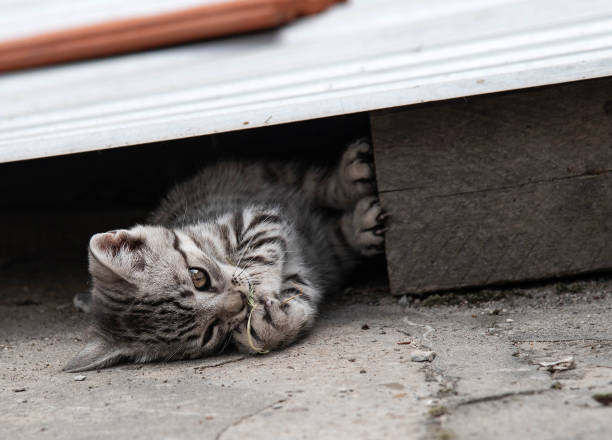 istock Adorable small gray little kitten playing. Domestic kitten 1178545308