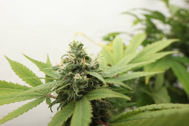 istock medical marijuana growing cannabis plants 1178545959
