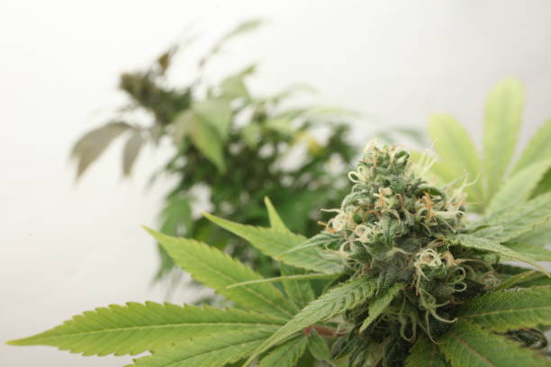 istock medical marijuana growing cannabis plants 1178546035
