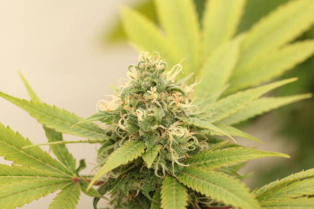 istock medical marijuana growing cannabis plants 1178546037