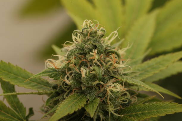istock medical marijuana growing cannabis plants 1178546543