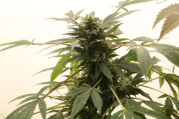 istock medical marijuana growing cannabis plants 1178546548