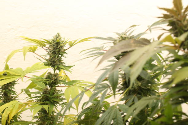 istock medical marijuana growing cannabis plants 1178546578