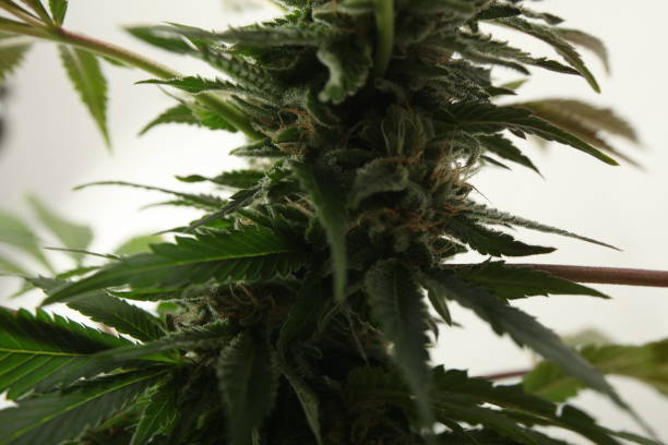 istock medical marijuana growing cannabis plants 1178546636