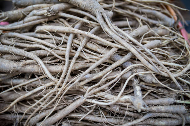 istock Bunch of roots at market 1178546975