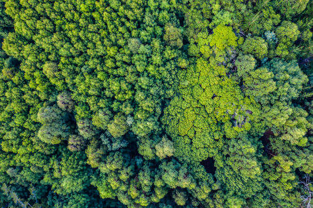 istock Come get lost in the beauty of it all 1178547143