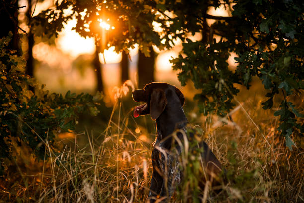 Brown dog sitting among trees in the forest open his mouth in the blurred background in the golden sunset time