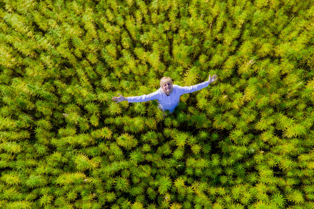 Aerial shot of woman on field happy spreading arms and satisfied with CBD hemp plants. She is smiling . Aerial shot of scientist on field happy spreading arms and satisfied with CBD hemp plants. She is smiling . Medicinal and recreational marijuana plants cultivation. hemp photos stock pictures, royalty-free photos & images
