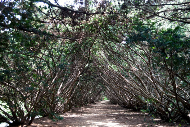 pasarela forestal. - 16611 fotografías e imágenes de stock