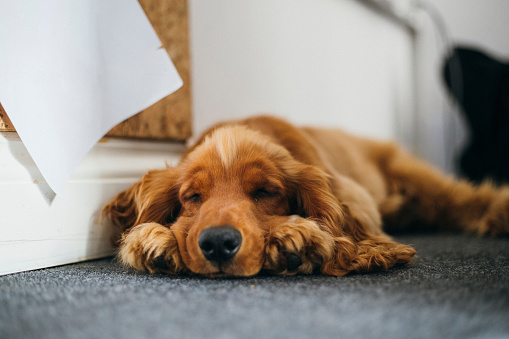 A cute cocker spaniel relaxing while sleeping on the floor in the office.