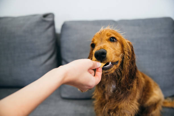 istock He Loves Treats! 1178552673