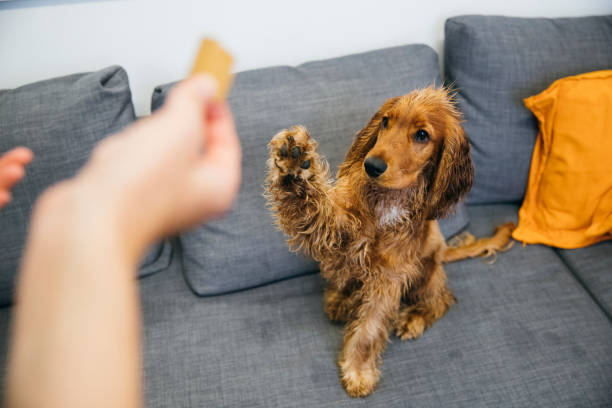 Can I Have a Snack? A red cocker spaniel is sitting on a grey sofa indoors. He is raising his paw as his unrecognisable owner holds a snack. animal tricks stock pictures, royalty-free photos & images