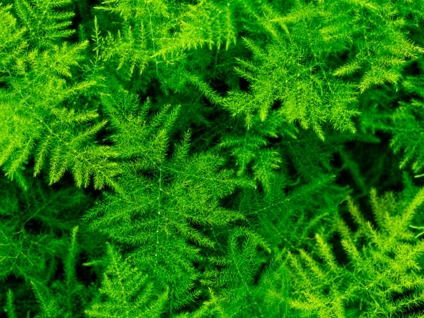 Asparagus plumosus,Leafy green backgrounds,Leaf, Nature,Asparagus setaceus,