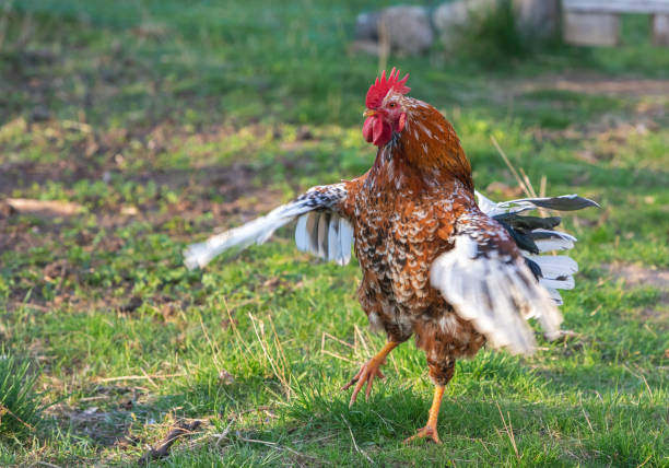 Dancing swedish flower hen rooster.