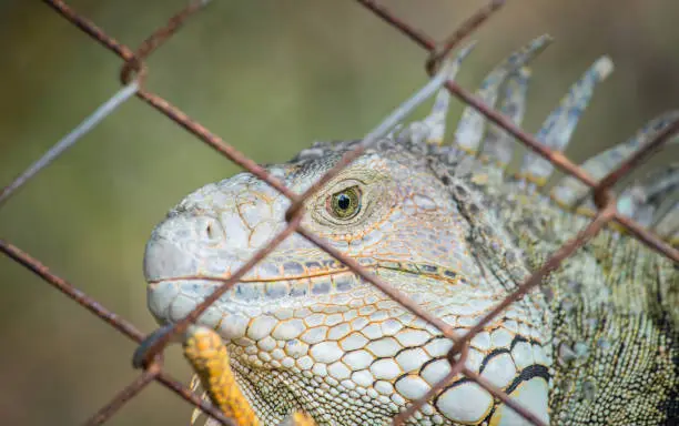 Photo of Close up of green Iguana in the cage, Iguana have strong jaws with razor-sharp teeth and sharp tails.