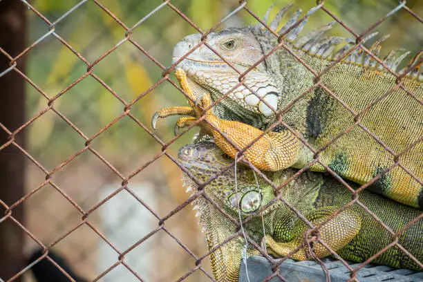 Photo of Portrait of green Iguana in the cage, Iguana have strong jaws with razor-sharp teeth and sharp tails.