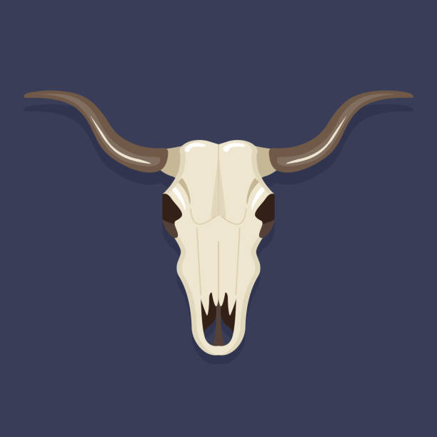 illustrations, cliparts, dessins animés et icônes de crâne de buffle sur un fond noir. symbole de l'ouest sauvage - animal skull cow animal black background