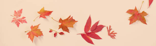 istock red autumn leaves on white background 1178558036