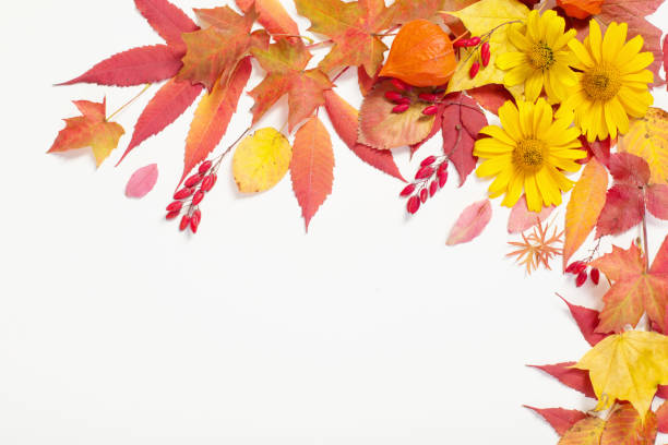 istock autumn leaves and flowers on white background 1178558056
