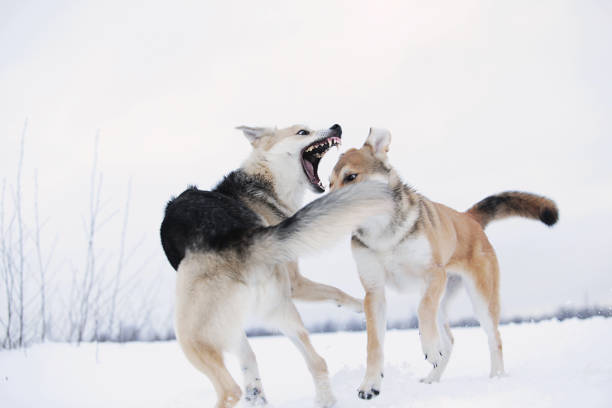 istock Two mongrel dogs fighting over a snow backgroung 1178558206