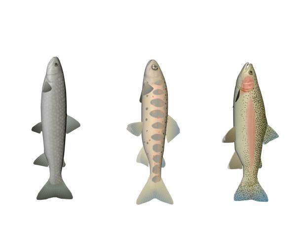 Several fish colors on a white background - 3d rendering stock photo