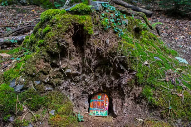 A fairy door in a woodland area.