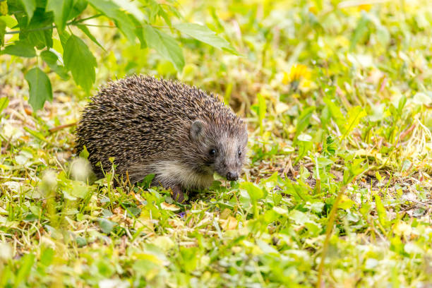 istock Cute hedgehog on a spring foliage while eating tasty fresh springtime grass. 1178561688