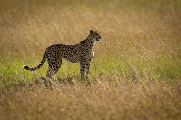 istock Cheetah stands in profile in long grass 1178561711