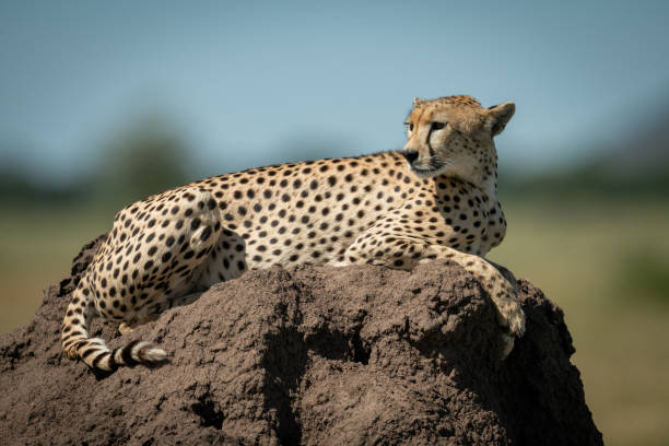 istock Cheetah rests on termite mound turning head 1178562487