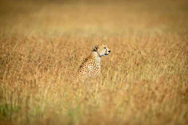 istock Cheetah sits in middle of long grass 1178562533