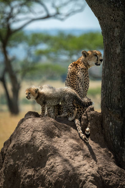 istock Cheetah sits guarding cubs on termite mound 1178562718