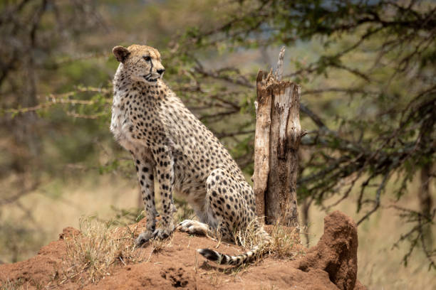 istock Cheetah sits on termite mound among acacias 1178563030