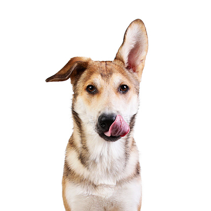 Close up portrait of a happy adult mixed breed golden color dog with a smile on his face isolated on white