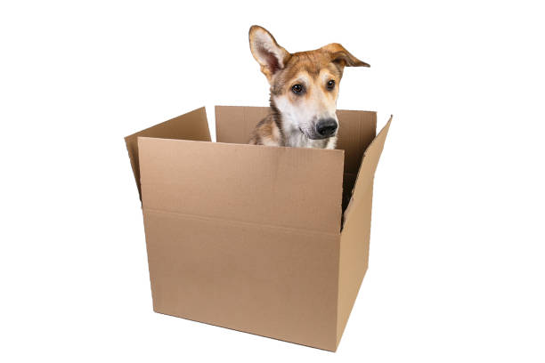 istock Cute dog in a very big moving box. isolated on white 1178563810