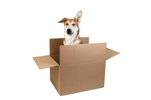 istock Cute dog in a very big moving box. isolated on white 1178563825