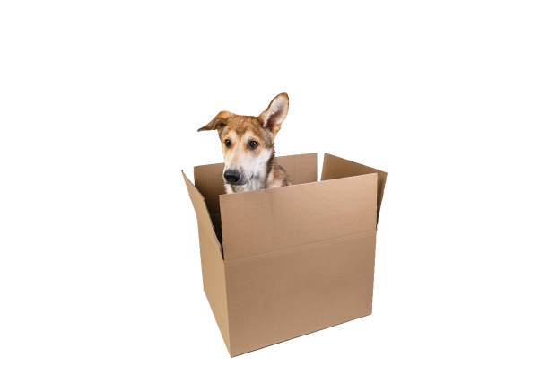 istock Cute dog in a very big moving box. isolated on white 1178563835
