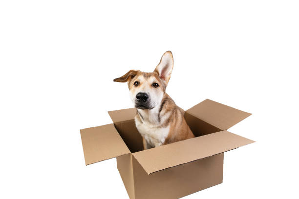 istock Cute dog in a very big moving box. isolated on white 1178563839