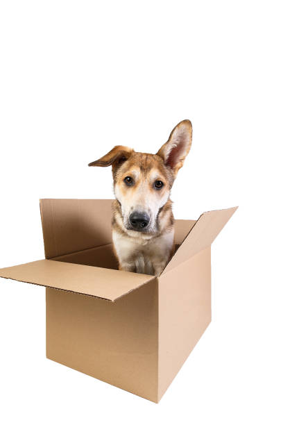 istock Cute dog in a very big moving box. isolated on white 1178563918