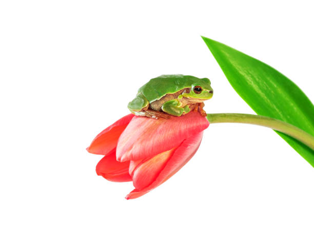 Green tree frog sitting on tulip flower on white background