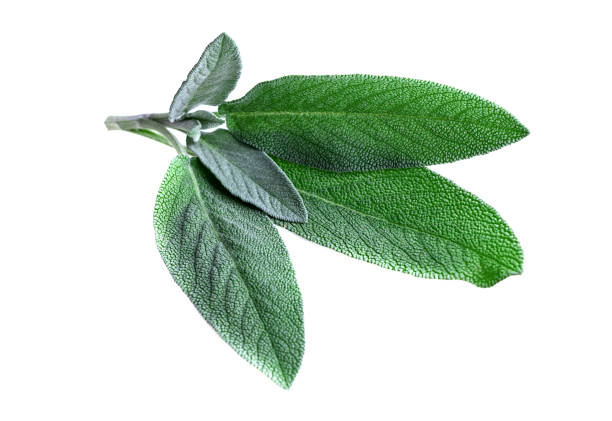 istock Sage leaves. Fresh sage leaves bunch isolated on white 1178564479