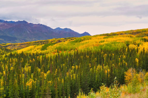 istock Autumn colour in Alaska 1178565482