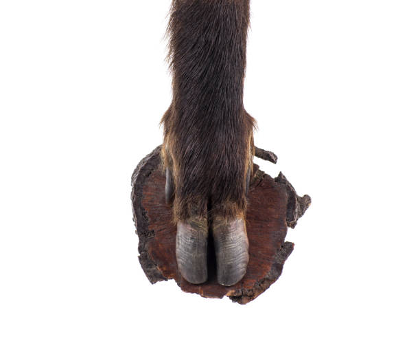 434 Cloven Hoof Animals Stock Photos, Pictures & Royalty-Free Images - iStock 434 Cloven Hoof Animals Stock Photos, Pictures & Royalty-Free Images - iStock