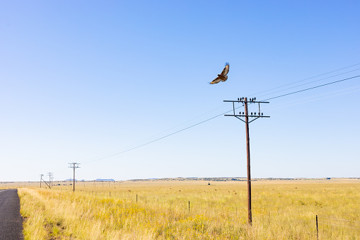 Raptor flying over Power lines in Rural Grassland Farming Area of the Karoo Semi-desert in South Africa