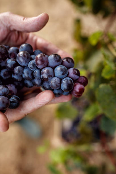 istock satisfied family harvesting grapes in vineyard 1178566112