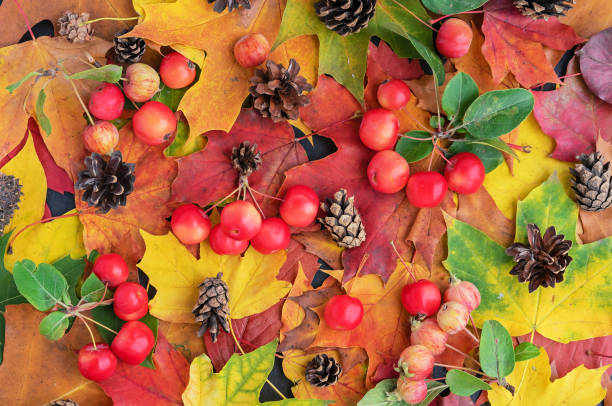 istock Autumn. Autumn composition with leaves, paradise apples and pine cones. 1178566893