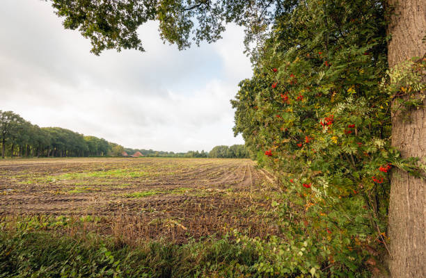 istock View of a corn stubble field in the fall season 1178567116